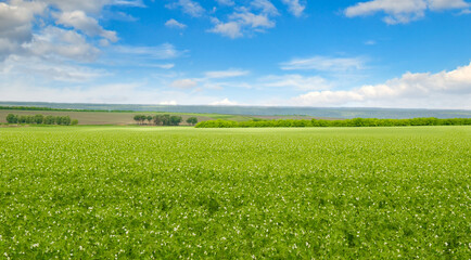 Fototapeta na wymiar Green pea field and blue sky. Wide photo.