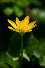 Fototapeta premium Closeup of yellow pilewort flower in spring