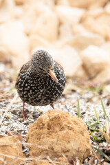 Star (Sturnus vulgaris) sitzt auf dem Boden