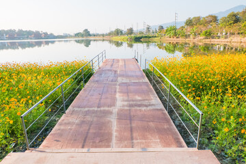 Yellow cosmos flower blooming in garden..