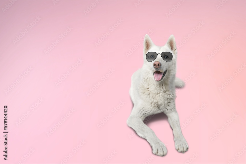 Poster Cute young smart dog pet in sunglasses.