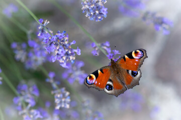 Butterfly Aglais io, peacock butterfly sitting on the flower of lavender. Selective focus. High quality photo, dark background, copy space