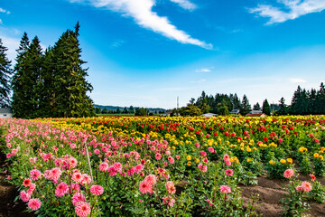 Colorful Field of Dahlia Flowers in Countryside at Swan Island Dahlia Farm in Rural Canby, OR...