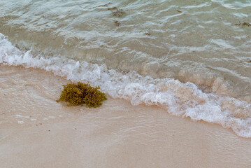 Seaweed
