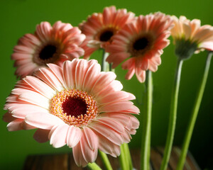 several pink gerbera flowers stand against a green wall. side view . interior