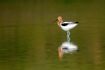 American avocet still and calm standing on shallow pond with beautiful reflection