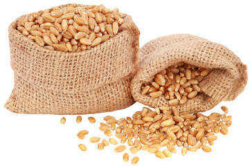 Wheat in a sack bag - 579145690