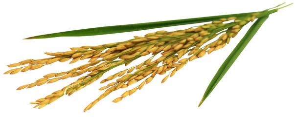 Golden paddy seeds - 579145824