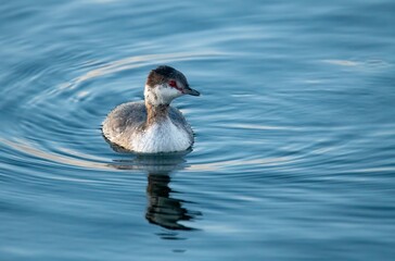 Red eyed horned grebe showing off its bloody red eye in Bolsa Chica Ecological reserve