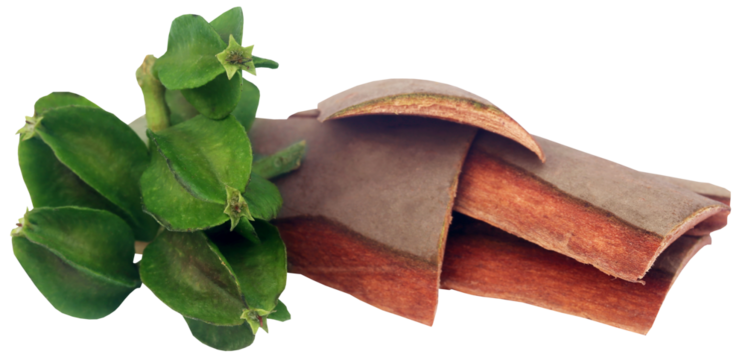 Medicinal Terminalia arjuna