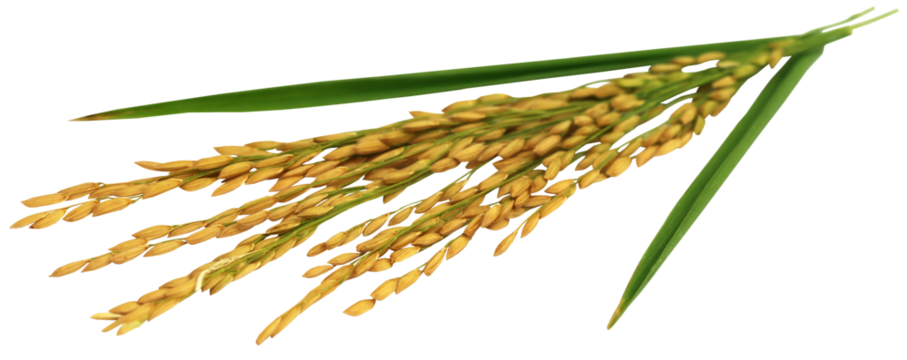 Golden paddy seeds