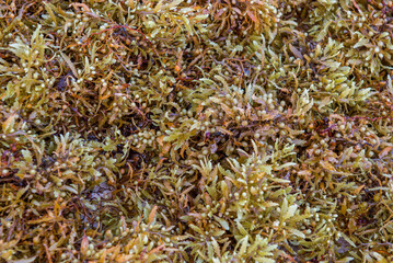 Seaweed
