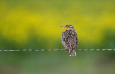 Beautiful western meadowlark on a fence wire displaying yellow neck against a backdrop of yellow wildflowers