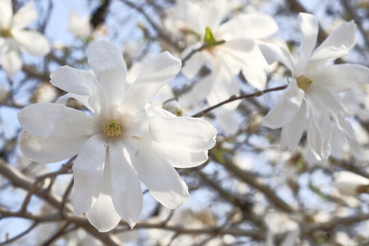 White magnolia flowers on the background of bright blue sky.