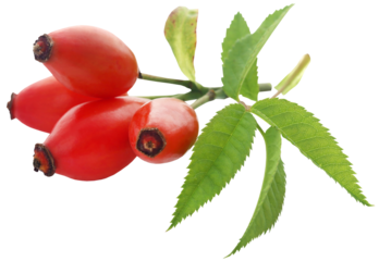 Medicinal rose hips