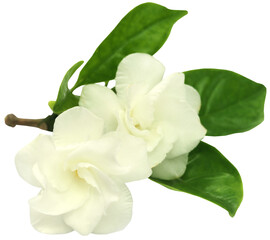 Obraz premium Crape Jasmine or Tagar Flower of Indian subcontinent