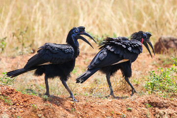 Abyssinian ground hornbills