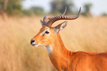 Ugandan kob (Kobus kob thomasi)