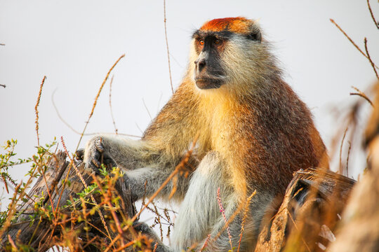 Common patas monkey or Wadi monkey (Erythocebus patas)