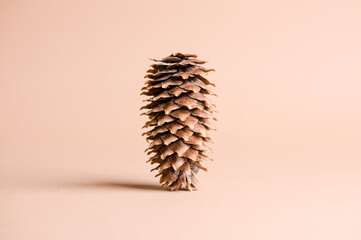 A long pinecone standing upright on a flat, solid, light background