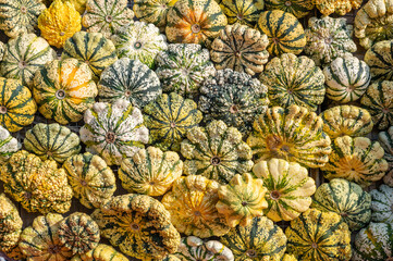 Fototapeta premium Yellow star shaped ornamental gourds pumpkin thanksgiving Halloween Patisson October background