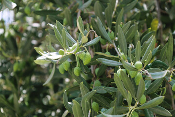 Tree branches with leaves and green olives outdoors, closeup