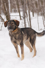 Fototapeta na wymiar shepherd dog puppy full body photo on white snow background