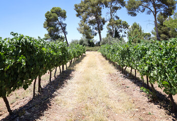 Fototapeta na wymiar View of beautiful vineyard in countryside