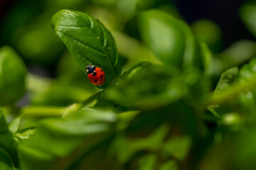 ladybug (coccinella magnifica) on basil leafs eating aphids; pesticide free biological pest control through natural enemies; organic farming concept