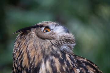 Close up of eurasian eagle owl