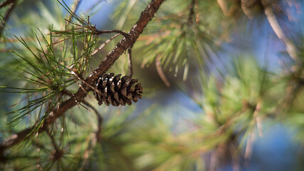 Fototapeta premium Close Up of Pine Cone on Tree