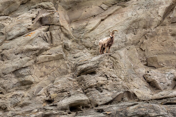 A Big Horn Sheep at Yellowstone National Park climbs a rugged stone wall