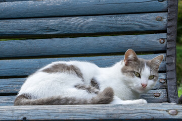sleepy cat relaxing on the blue bench  - Powered by Adobe