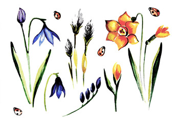 Set of elements of garden flowers and plants. Watercolor freehand sketch of blue and flowers, yellow daffodil and buds
