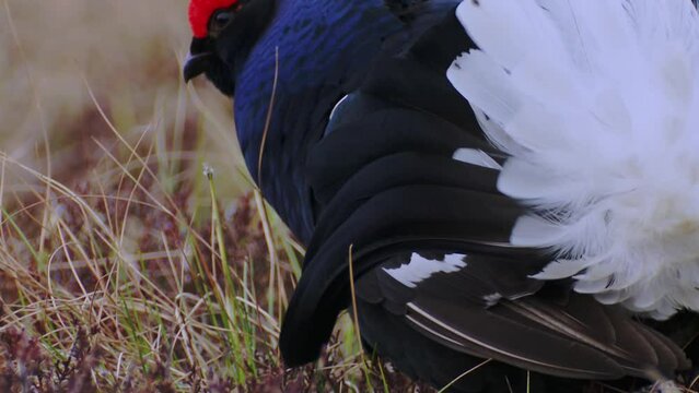 Black grouse showing tail at sunrise. Black grouse male on the bog.