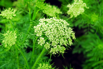 carrot seeds cultivation for growing carrots