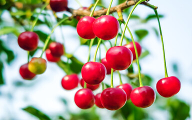 a bunch of ripe cherries grows on a branch of a cherry tree. cherry cultivation concept