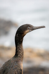 Brandt's Cormorant Resting on the Marina