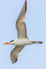 Fototapeta na wymiar Royal Tern Flying over the Marina