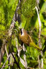 Common Yellowthroat Perched on Plant