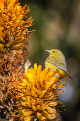 Orange-crowned Warbler Perched on Flower in Botanic Garden