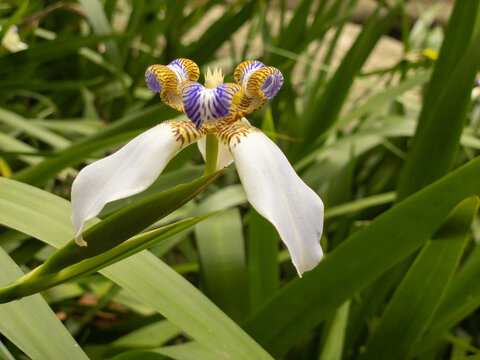 Walking iris also called Trimezia or Neomarica flower used in decor gardens.
