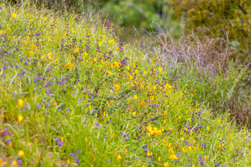 California Native Wildflowers in the Santa Monica Mountains