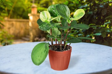 Fresh green house plant on the desk