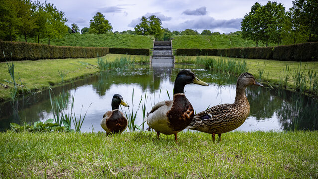 ducks standing by a lake in woodland at Hardwick Country Park, Sedgefield, England 