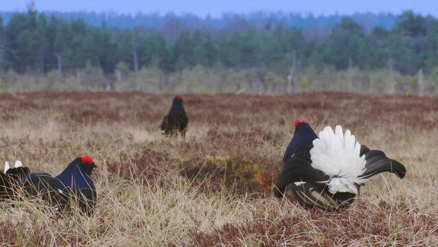 Three males of a Black Grouses at Leksite on the bog. Black Grouse are dancing.