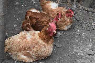 chicken