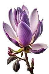 isolated purple lavender color magnolia flower photo, spring, illustration, transparent background, png, horizontal, vertical, springtime, floral, generative ai