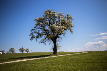 árbol blanco en primavera