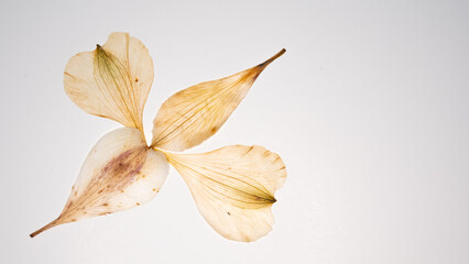 Dried and pressed flowers and petals of Alstroemeria, commonly called the Peruvian lily or lily of the Incas, isolated on white background. For use in scrapbooking, floristry or herbarium.